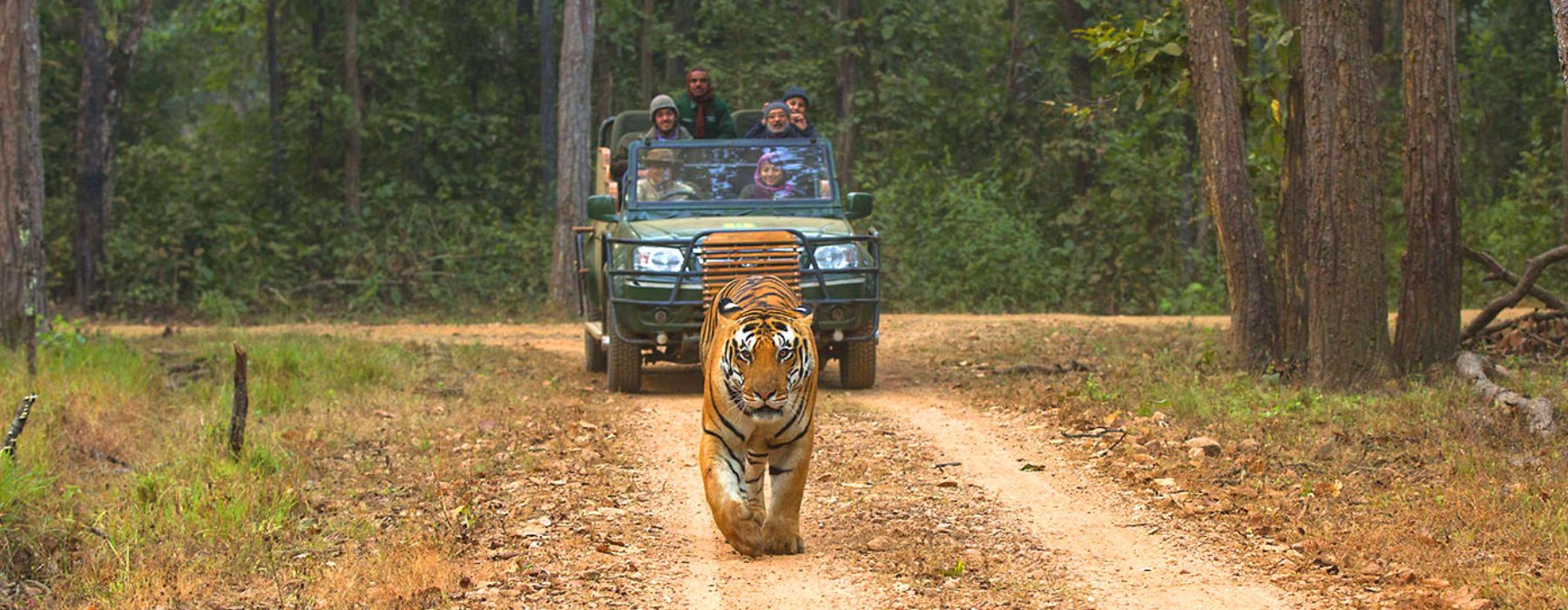 India Tiger, Delhi Jaipur Agra Holidays
