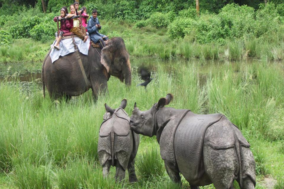 One Horned Rhinoceroses