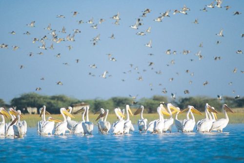 bird sanctuary india