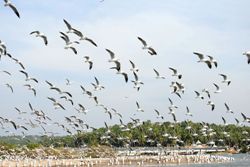 Kumarakom bird sanctuary