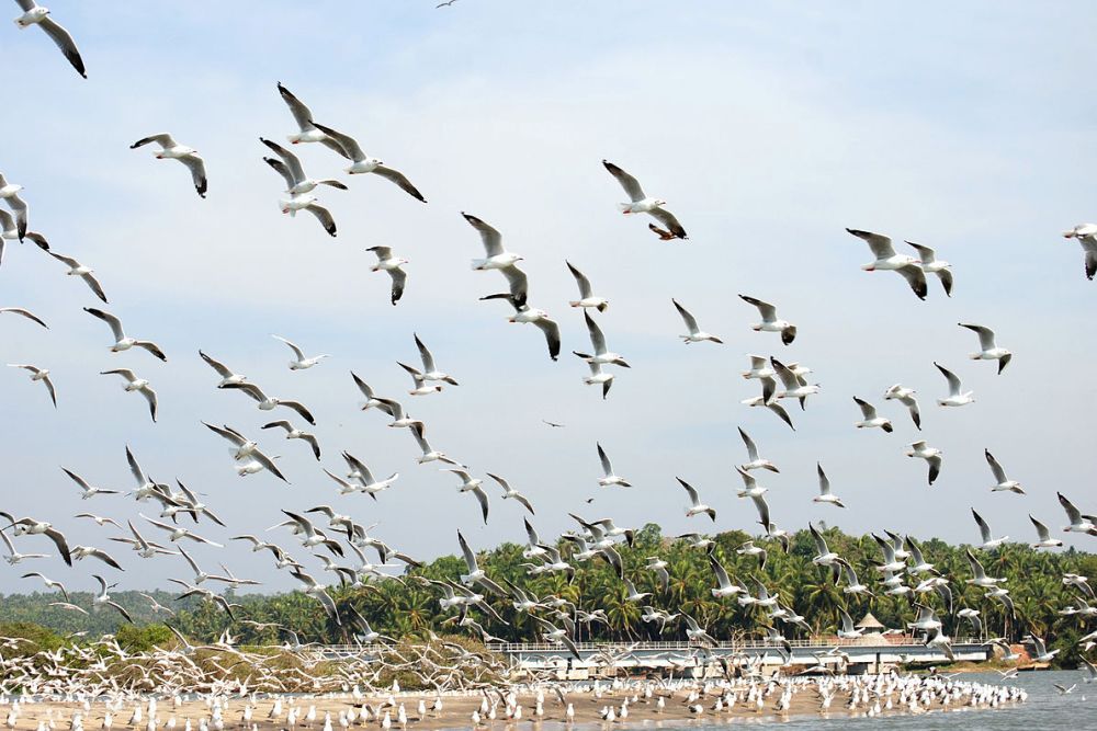 bird-sanctuary