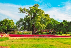 bodhi tree and pond lumbini