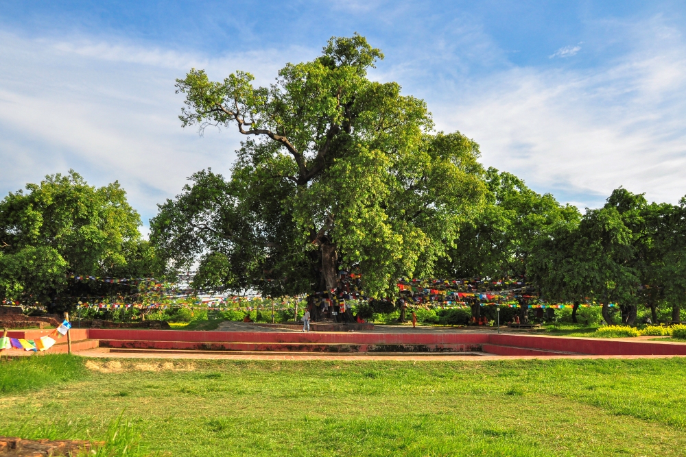 bodhi tree and pond lumbini