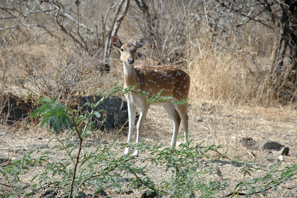 Gajner wildlife sanctuary