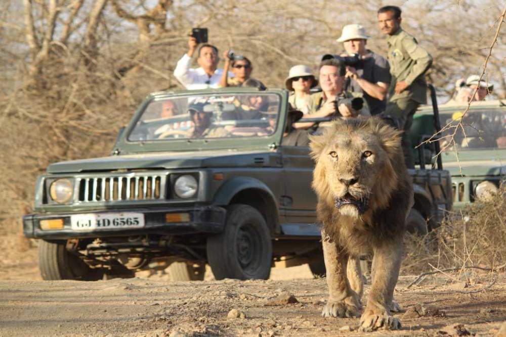 Gir Wildlife Sanctuary