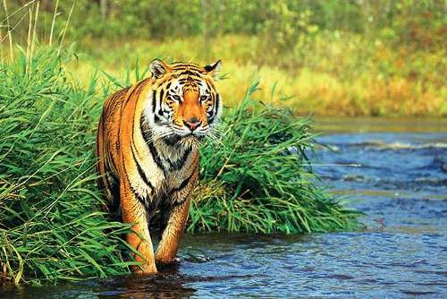 tiger india